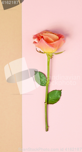 Image of pink rose on colorful paper background