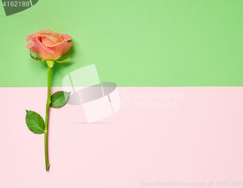 Image of pink rose on colorful paper background