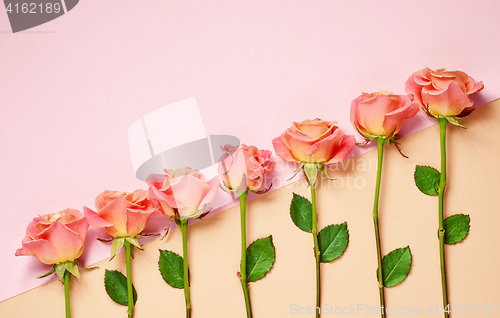 Image of pink roses on colorful paper background
