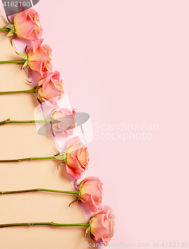 Image of pink roses on colorful paper background