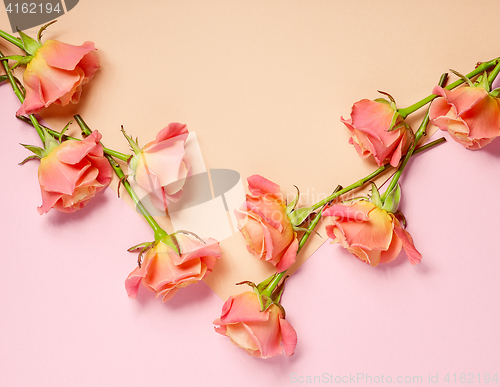 Image of pink roses on colorful paper background