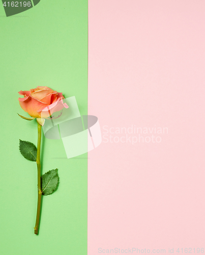 Image of pink rose on colorful paper background