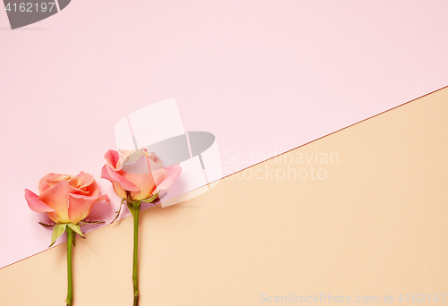 Image of two pink roses