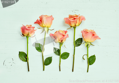 Image of pink roses on blue wooden background