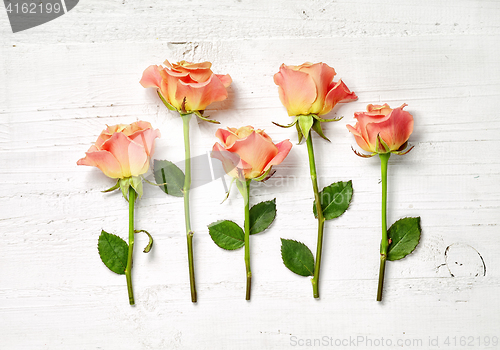 Image of pink roses on white wooden background