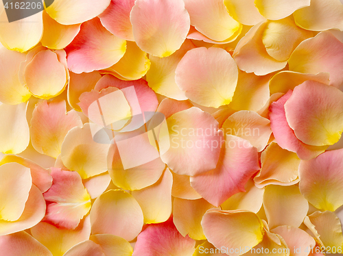 Image of rose petals background