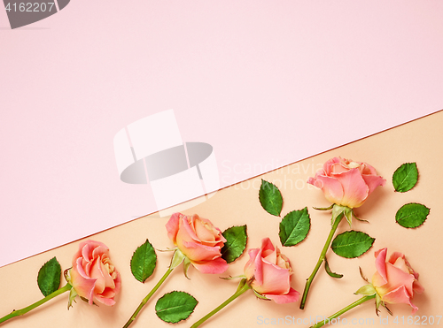 Image of pink roses on colorful paper background