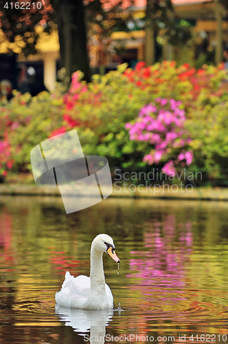 Image of Swan on lake in spring