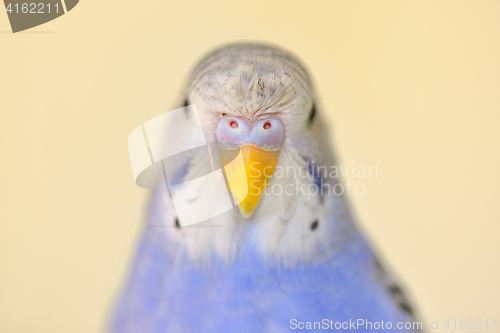 Image of Indigo Budgerigar parrot