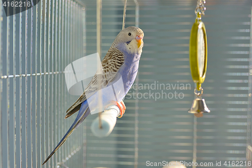 Image of Indigo Budgerigar parrot