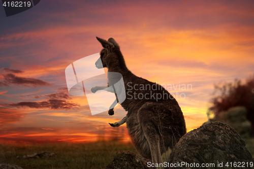 Image of Sunset Kangaroo Australia