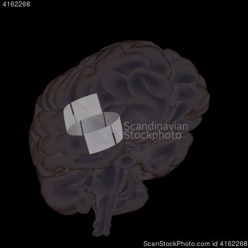 Image of 3D illustration of human brain