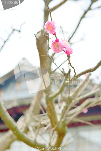 Image of First plum blossoms in Japan. Ume apricot flowers.