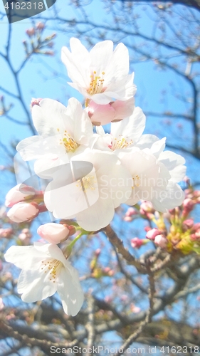Image of Cherry blossoms, young buds and blue sky