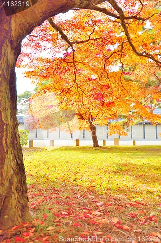 Image of Autumn colors of Momiji trees in Kyoto
