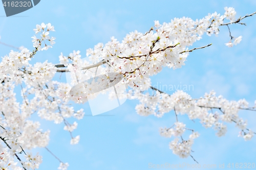 Image of Beautiful white cherry blossoms and blue sky