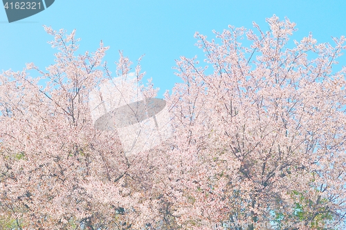 Image of Cherry blossom trees in full bloom
