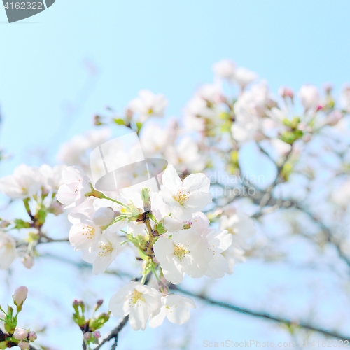 Image of White cherry blossoms closeup. Sakura flowers and buds.