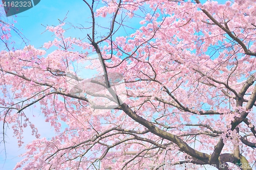 Image of Pink sakura cherry blossoms in full bloom