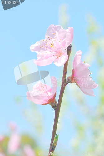 Image of Cherry blossom closeup. Pink sakura and blue sky.