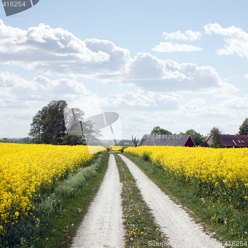 Image of yellow field with oil seed rape in early spring