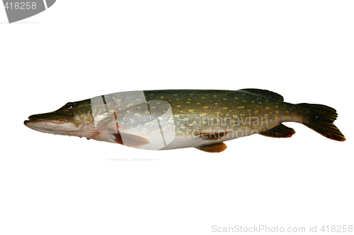 Image of Pike