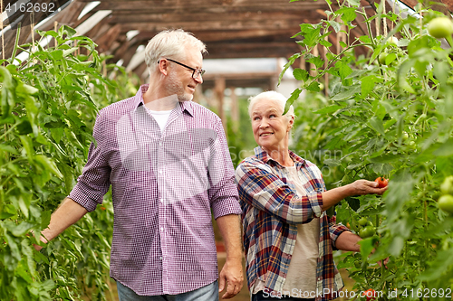 Image of old couple picking tomatoes up at farm greenhouse