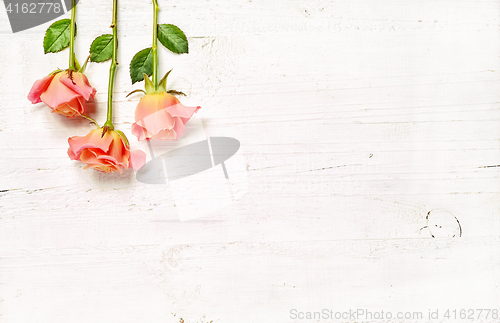 Image of pink roses on white wooden background