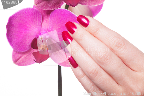 Image of Manicured nails caress dark pink flower pedals