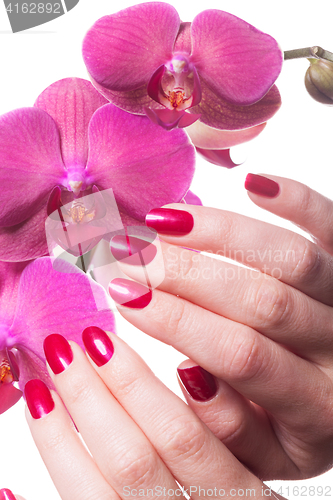 Image of Manicured nails caress dark pink flower pedals