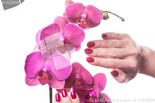 Image of Manicured nails caress dark pink flower pedals