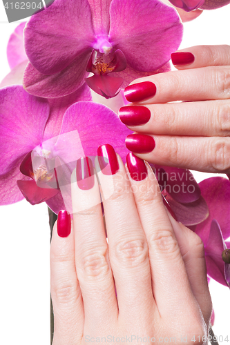 Image of Manicured nails caress dark pink flower pedals