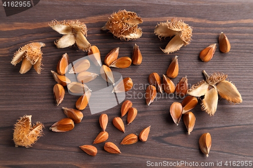 Image of Beech nuts.