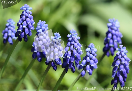 Image of Grape hyacinths.