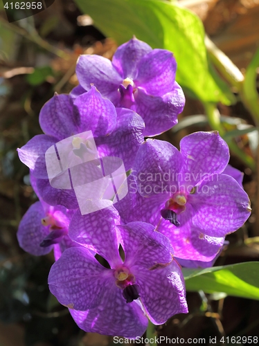 Image of Vanda orchid flower.