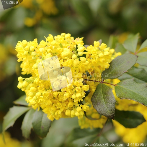 Image of Mahonia aquifolium.