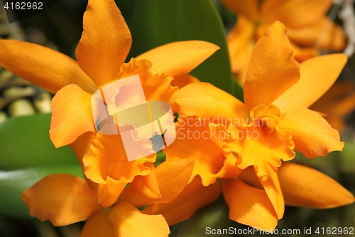 Image of Cattleya orchid flower.