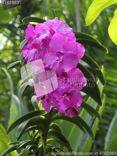 Image of Vanda orchid flower.