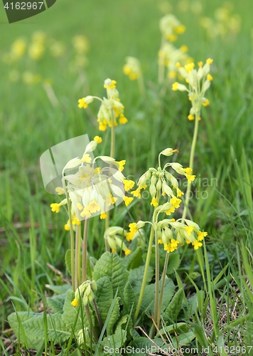 Image of Primula veris