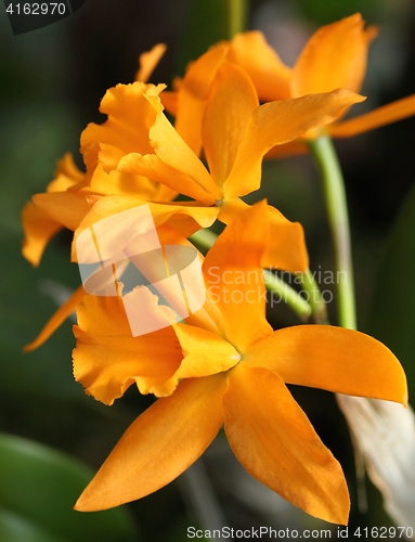 Image of Cattleya orchid flower.