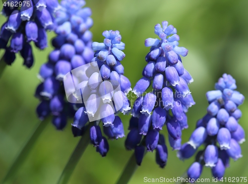 Image of Grape hyacinths.