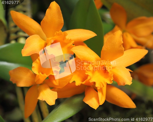 Image of Cattleya orchid flower.