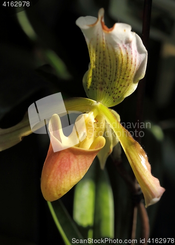 Image of Paphiopedilum orchid flower.