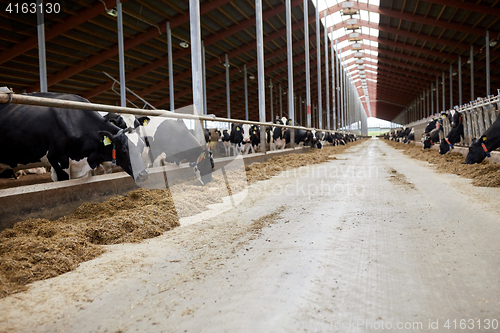 Image of herd of cows eating hay in cowshed on dairy farm