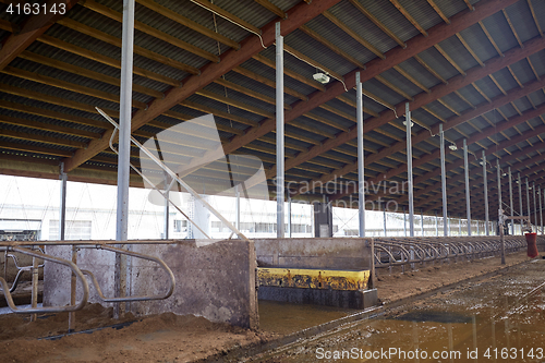 Image of cowshed stable on dairy farm