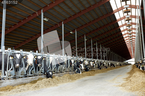 Image of herd of cows eating hay in cowshed on dairy farm