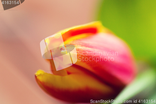 Image of close up of tulip flower