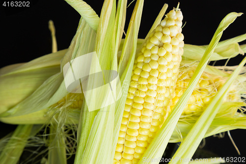 Image of Fresh corn on the cob over a black background