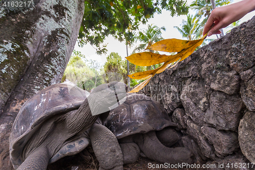 Image of Tourist feeding Aldabra giant tortoises on La Digue island, Seychelles.