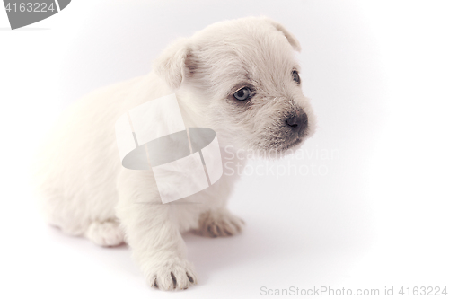 Image of Little white puppy